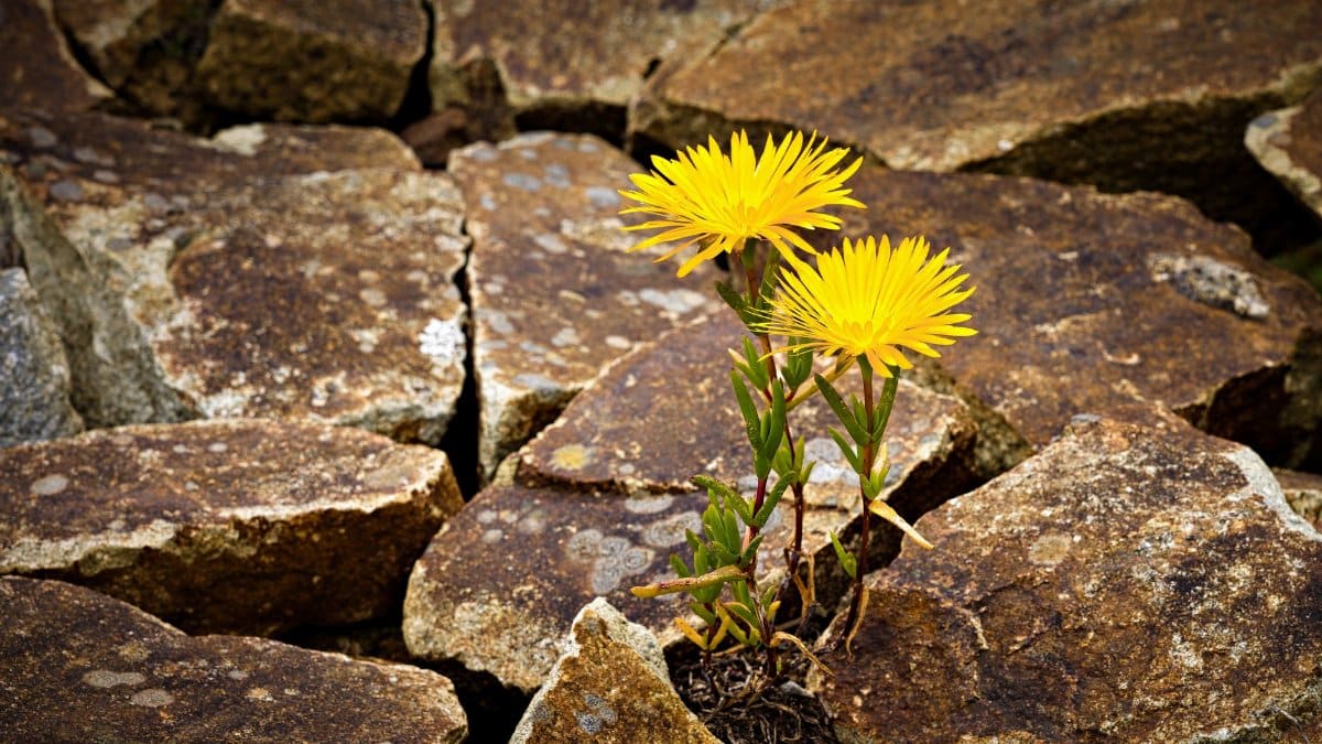 Vibrant yellow flowers growing through rugged brown rocks, showcasing resilience.