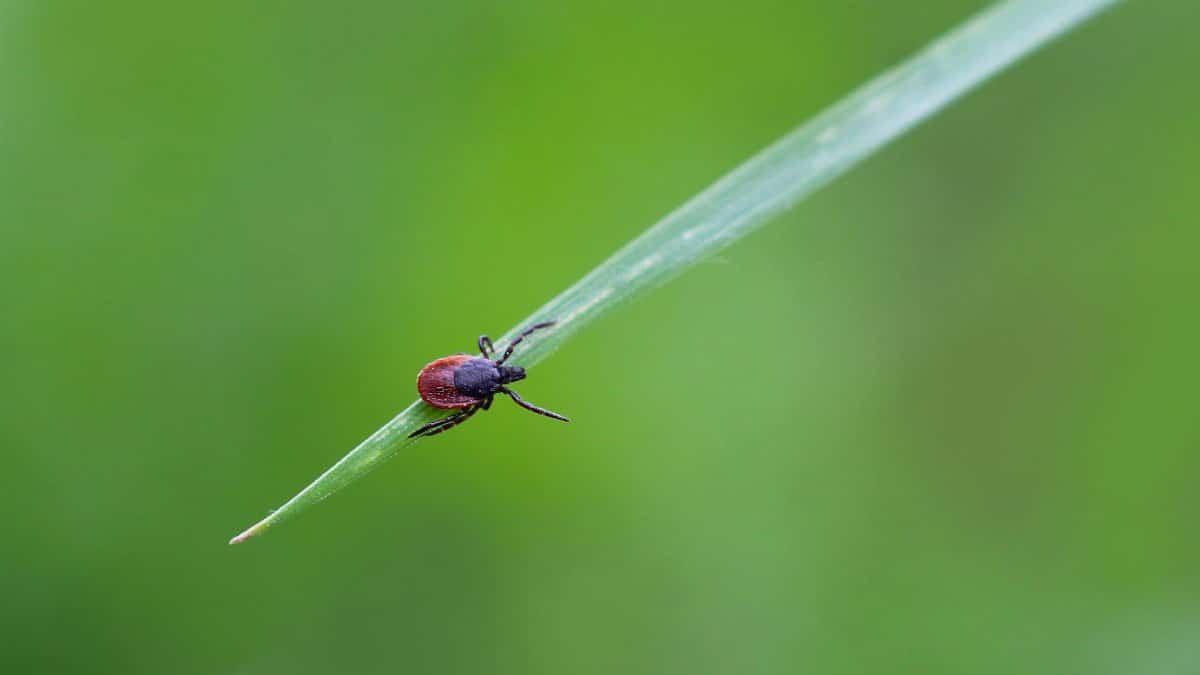 Macro shot of a tick perched on a leaf, highlighting its details against a blurred green background.