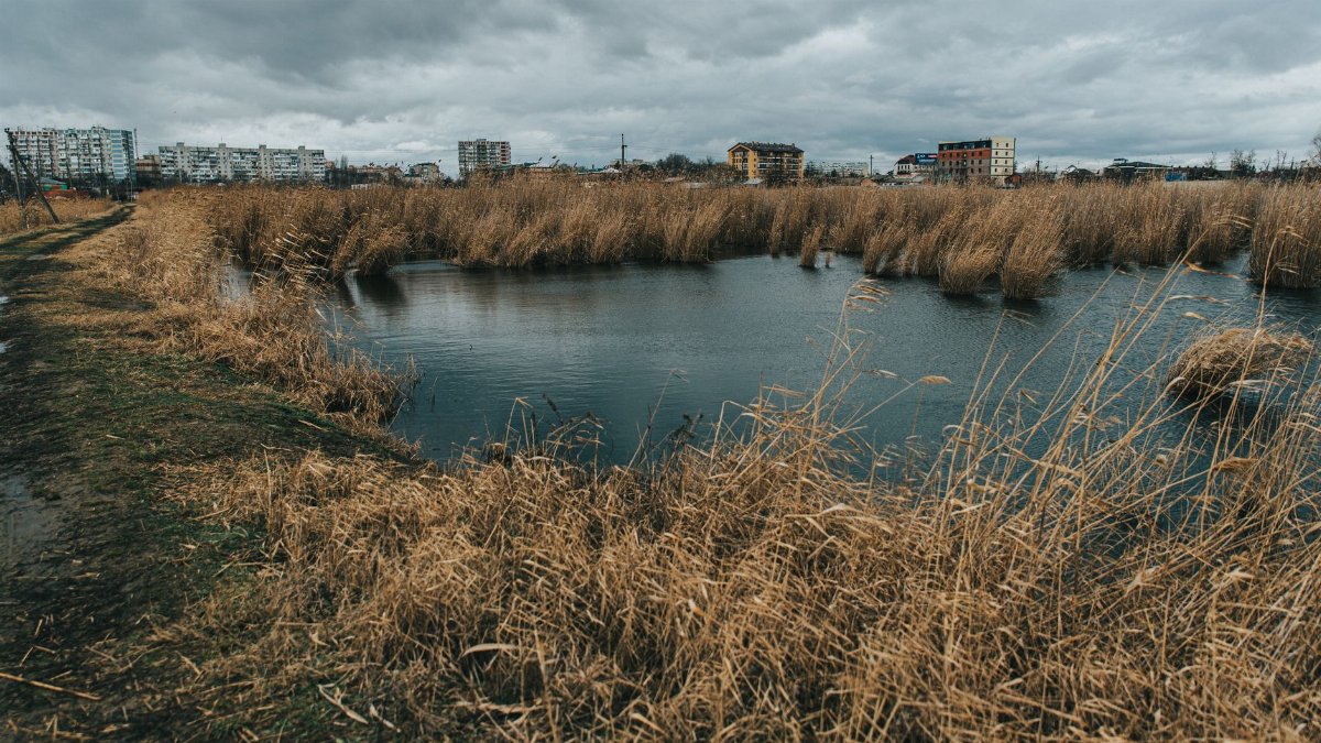Urban wetlands with towering reeds under a cloudy sky, showcasing city buildings in the background.