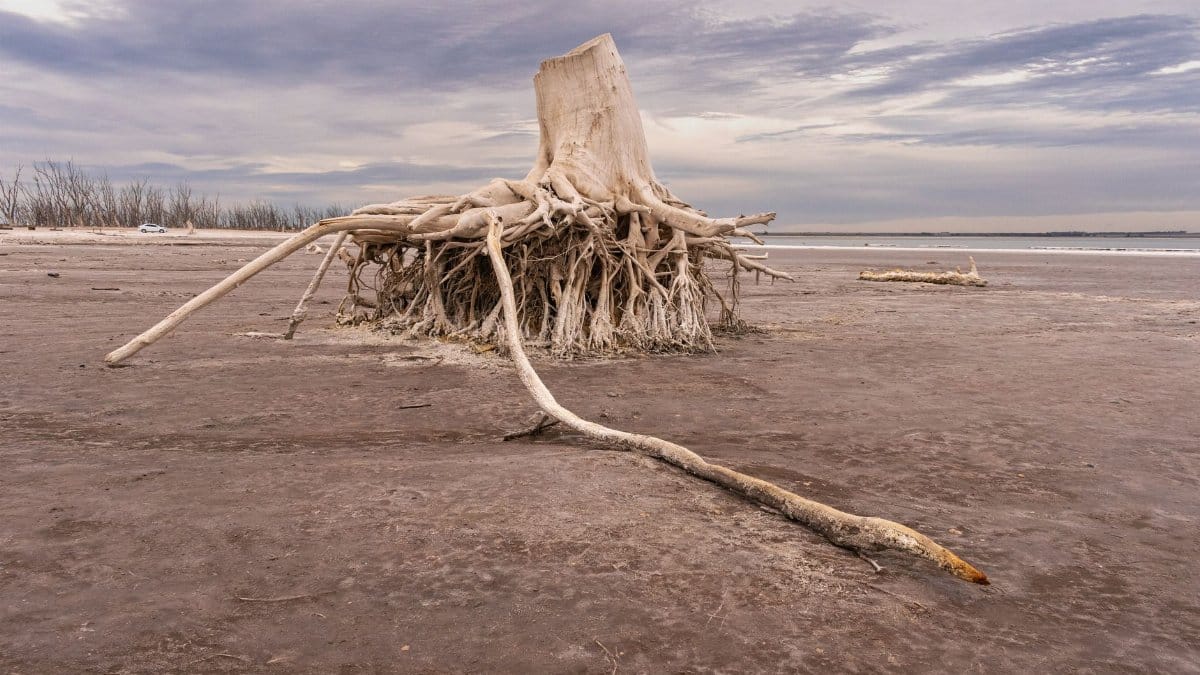 Striking image of exposed tree roots in desolate, arid region with cloudy sky backdrop.
