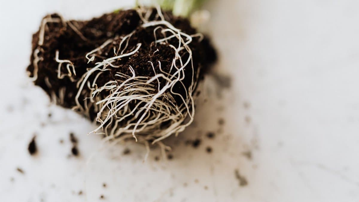 From above dirty roots with fertile soil of delicate small green plant prepared for gardening placed on marble table