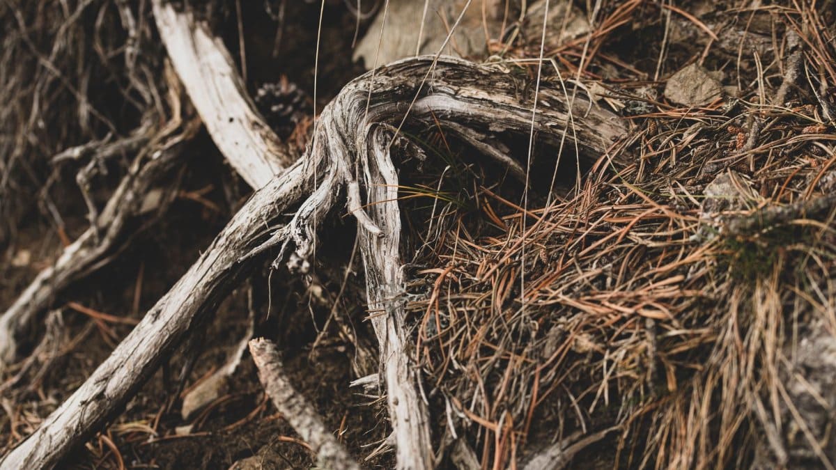 Detailed view of weathered tree roots and pine needles on forest floor, showcasing natural textures and earthy tones.