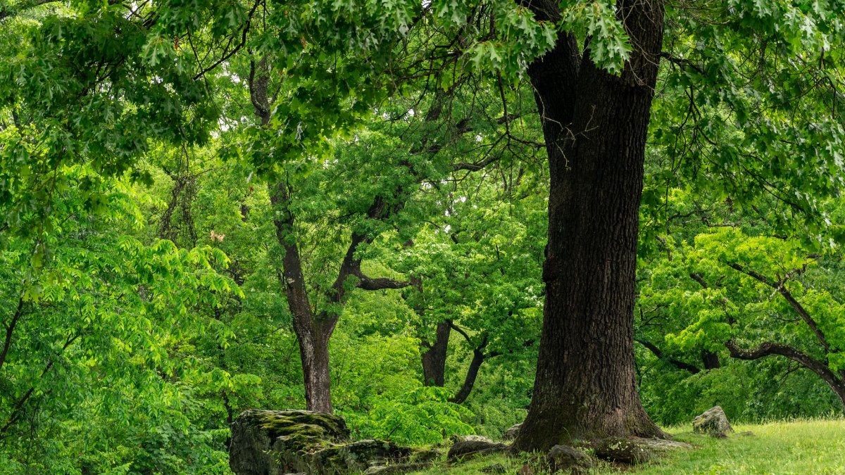 A serene forest view featuring a majestic oak tree surrounded by lush green foliage.