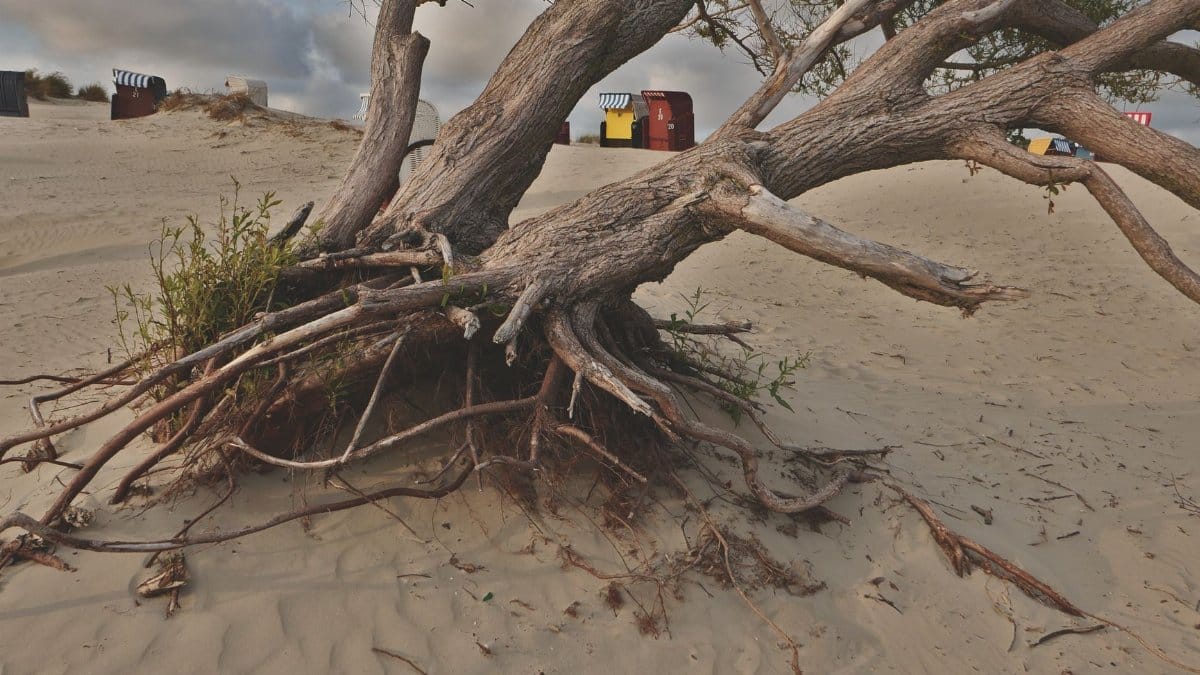 A tree with exposed roots leans over sandy dunes with distant beach huts.