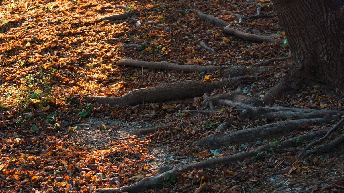 Sunlit autumn leaves scattered on forest floor with tree roots.