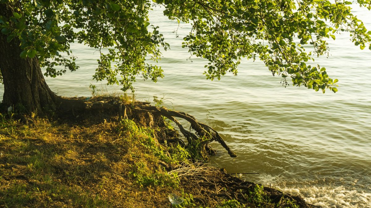 Peaceful lakeshore scene with a tree and roots over water.