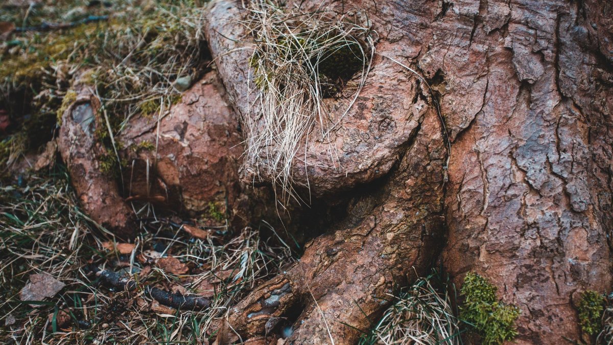 A detailed close-up of a tree trunk and roots surrounded by grass and soil.