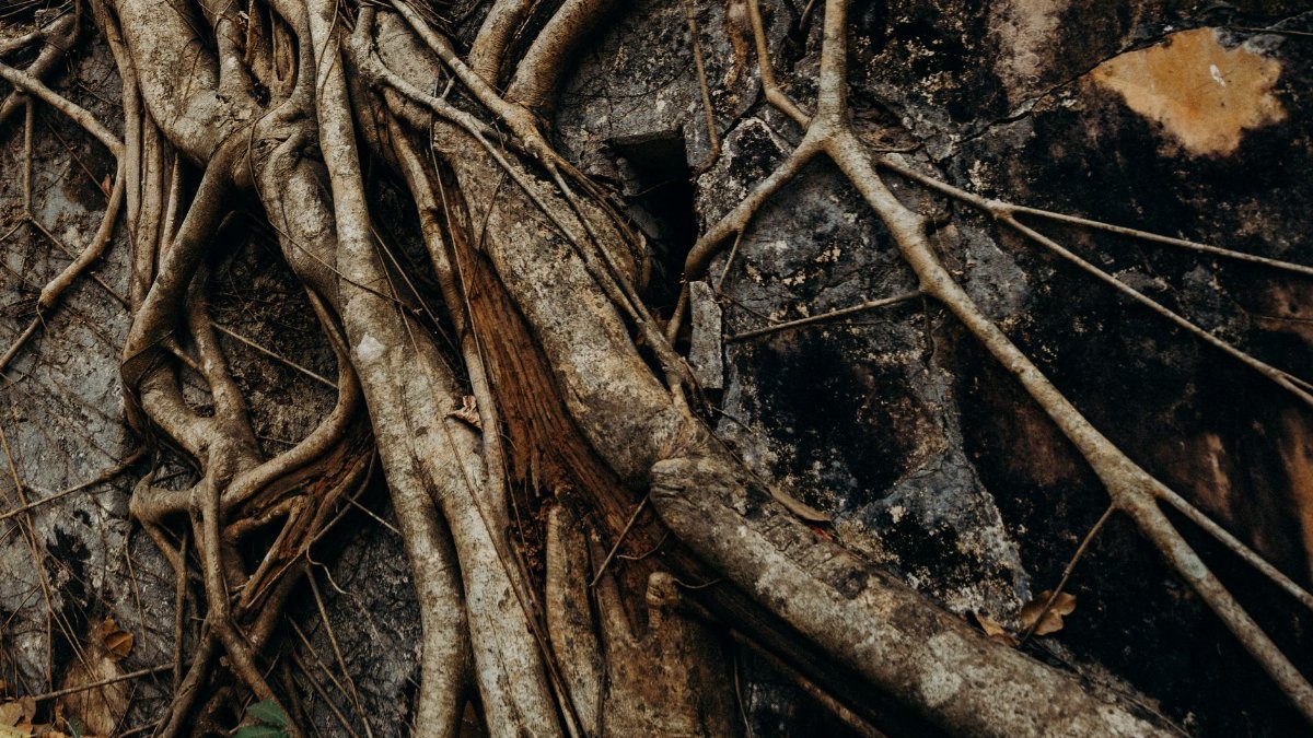 Detailed view of twisted roots on a tree in a jungle setting, showcasing natural textures.