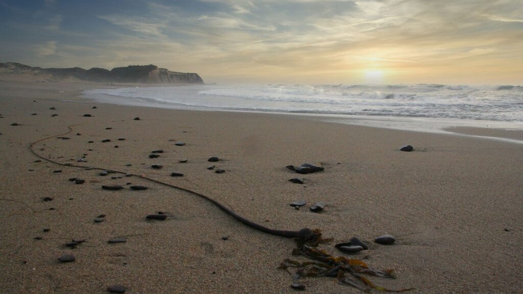 Tranquil sunset over the sandy beach at Ano Nuevo State Park, showcasing a peaceful ocean view.