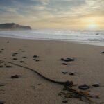 Tranquil sunset over the sandy beach at Ano Nuevo State Park, showcasing a peaceful ocean view.