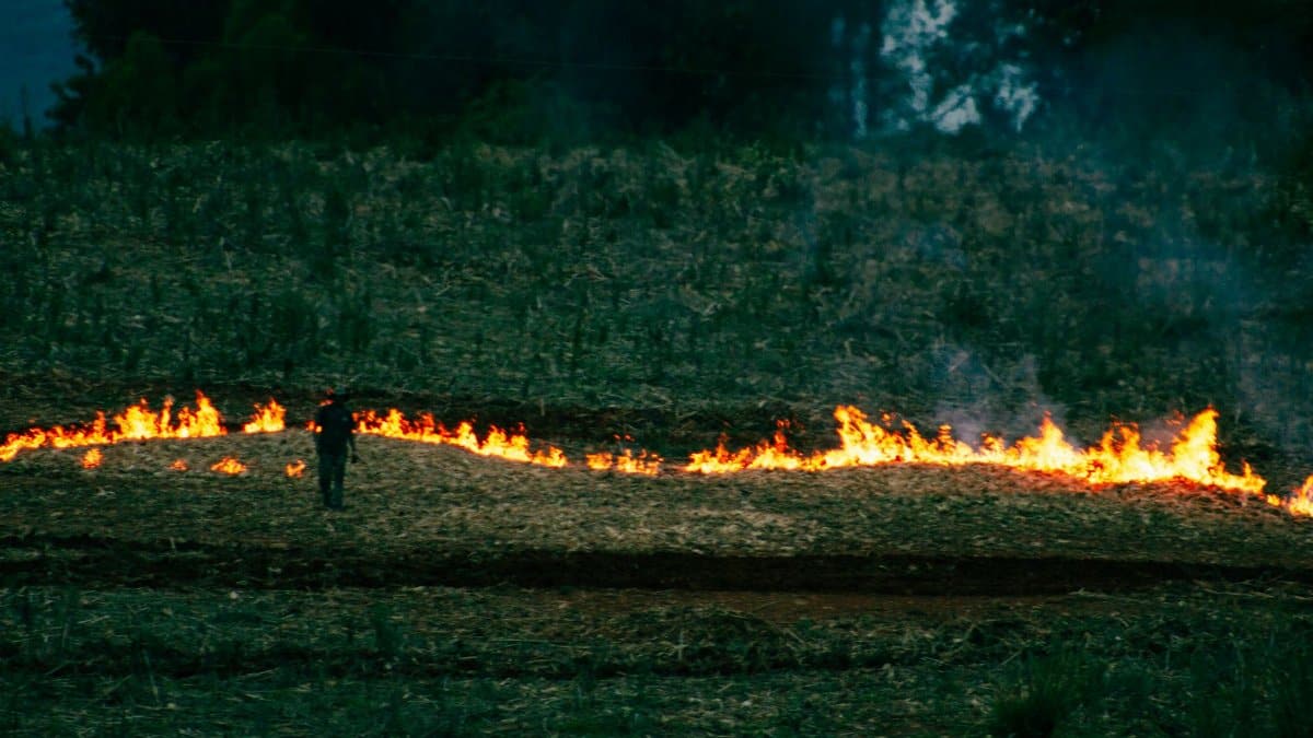 A field being burned for land management purposes with a solitary figure overseeing the flames.