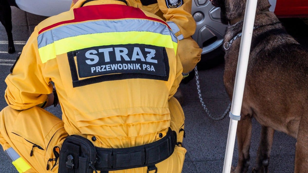 Search and rescue personnel with a trained dog in yellow uniform on duty.