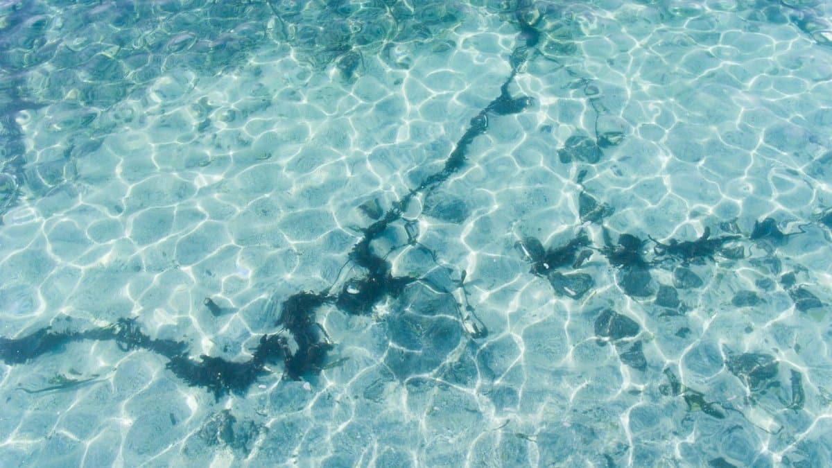 A stunning view of clear ocean water with sunlight creating intricate patterns on the seabed.