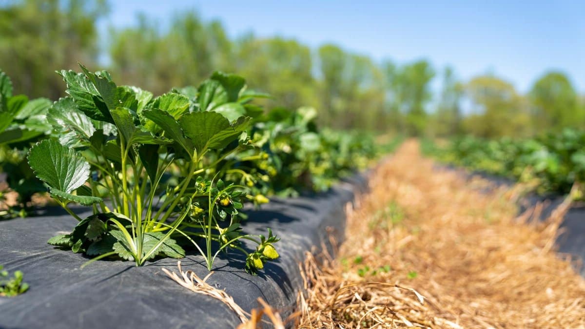 Close-up of a lush strawberry plant in a vibrant field in North Carolina.
