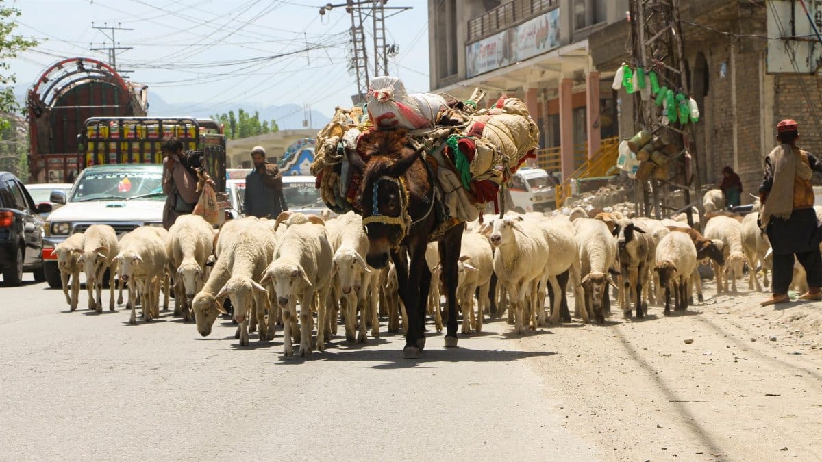 A vibrant scene of shepherds moving their flock through Odigram, Pakistan, showcasing traditional pastoral life.