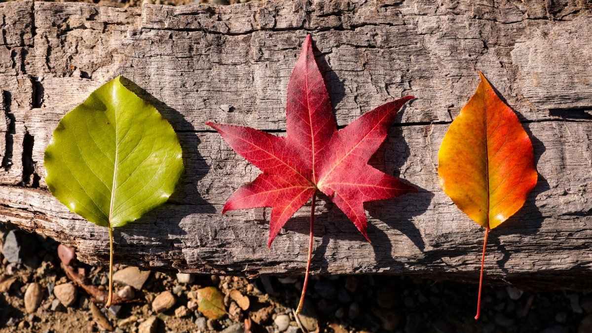 Close-up of colorful autumn leaves on a rustic wooden log outdoors.