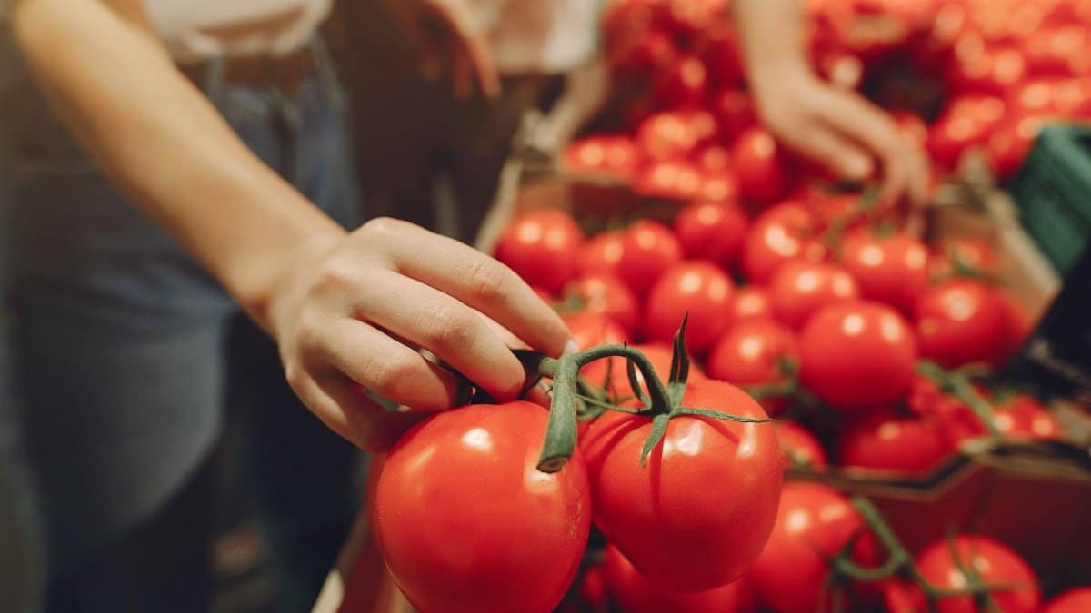 Side view of unrecognizable woman selecting red tomatoes on branch while visiting supermarket during purchasing food in weekend