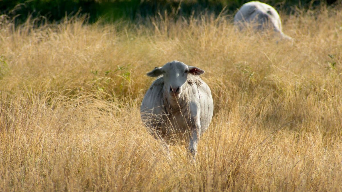 Sheep grazing in a sunlit field in Brady, Texas, capturing rural tranquility and nature.