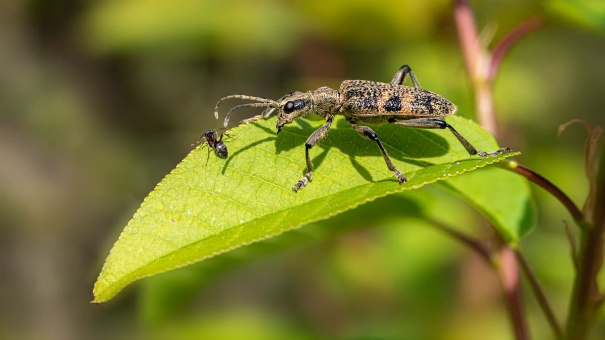 Close-up of a black-spotted longhorn beetle on a green leaf.