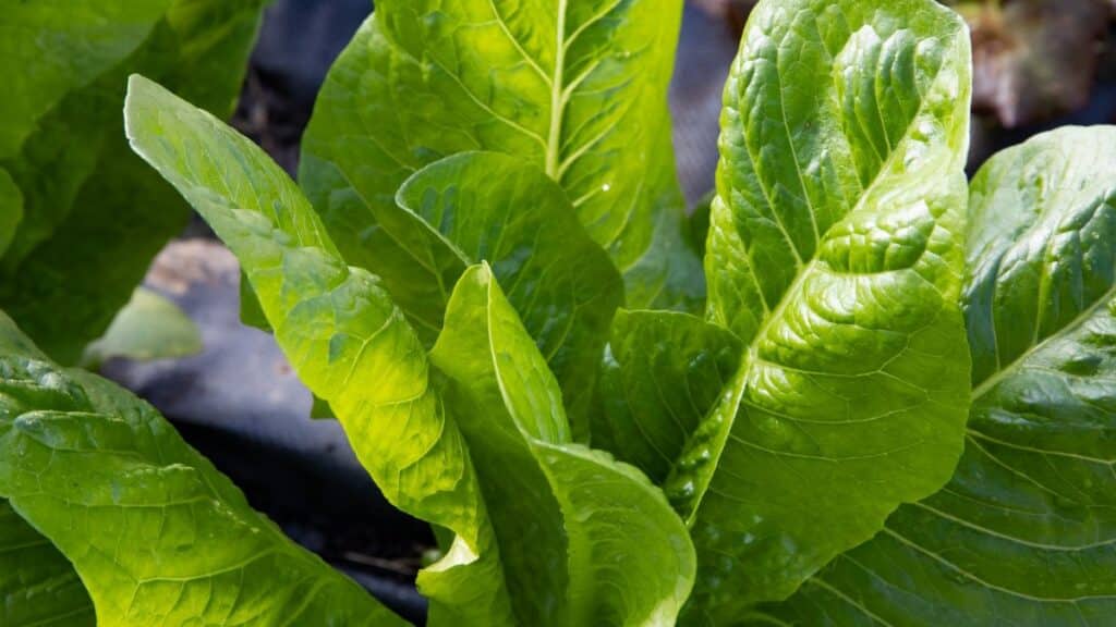 Close-up of fresh, lush lettuce leaves growing outdoors in a garden setting.