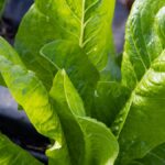 Close-up of fresh, lush lettuce leaves growing outdoors in a garden setting.