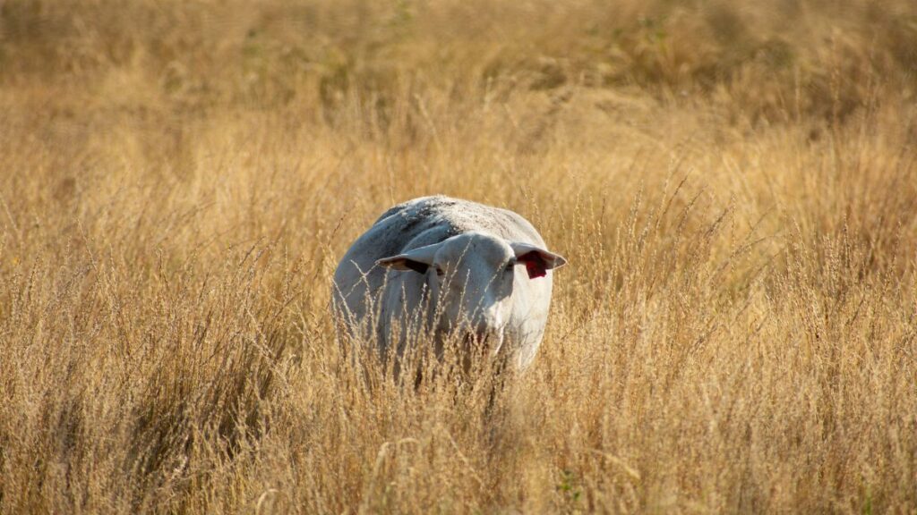 A solitary sheep grazes in a sunlit field of grass in Brady, Texas, creating a serene rural scene.