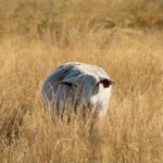 A solitary sheep grazes in a sunlit field of grass in Brady, Texas, creating a serene rural scene.