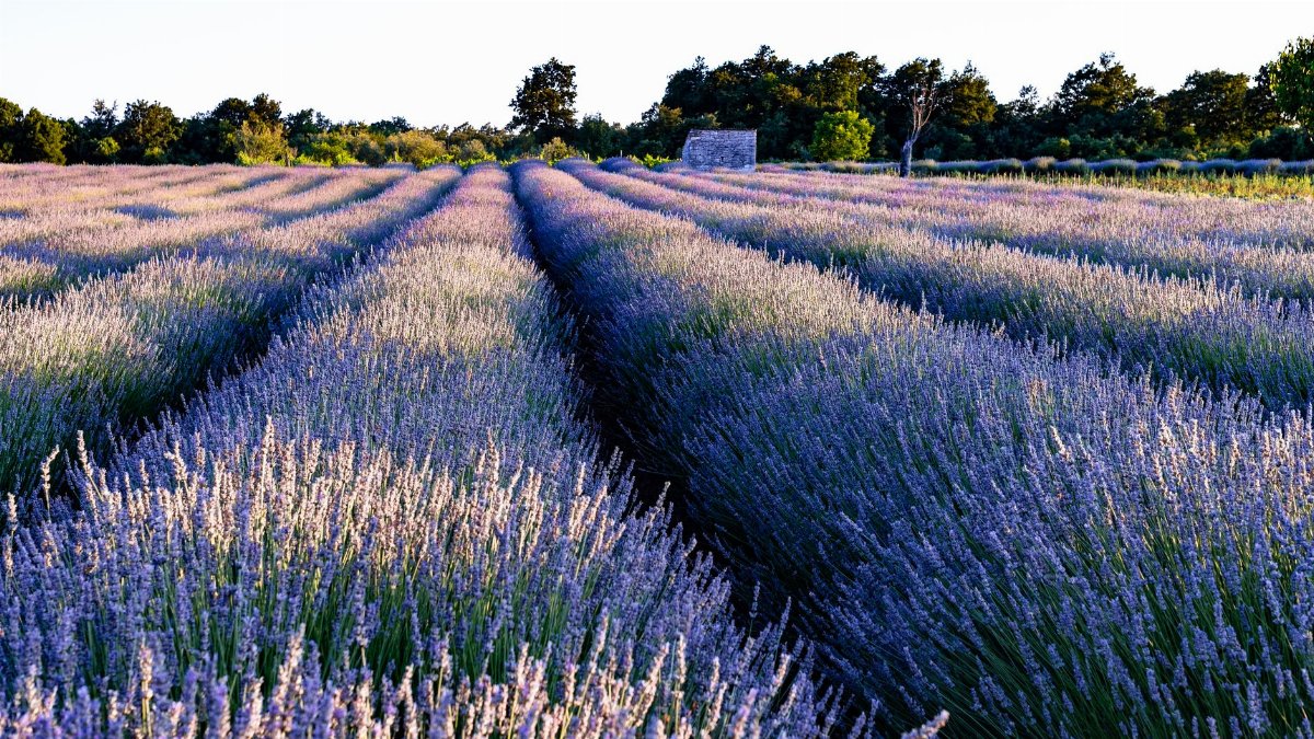 Vast lavender fields near Krnica, Croatia, captured at dusk with vibrant purple hues and lush greenery.