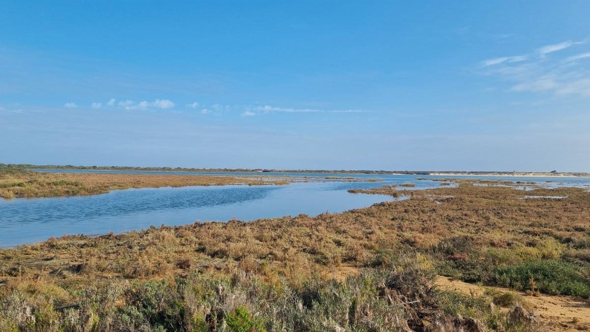 Peaceful coastal wetlands with clear skies reflecting in calm waters. Perfect for nature lovers.