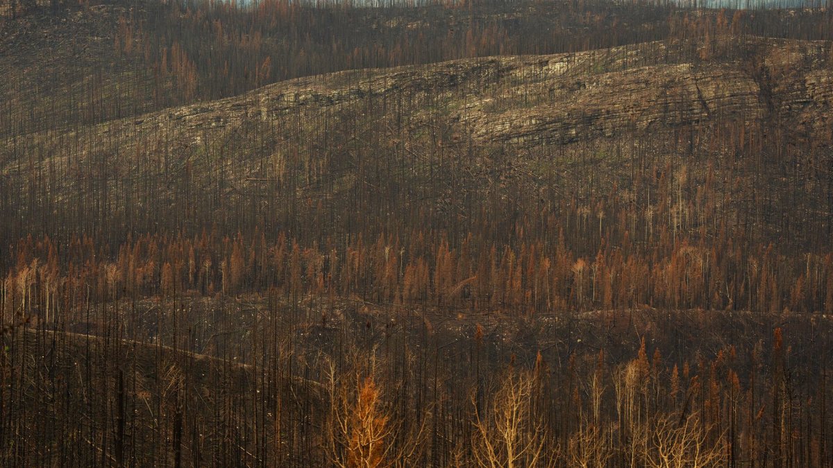 A captivating view of a forest showing aftermath of a wildfire.