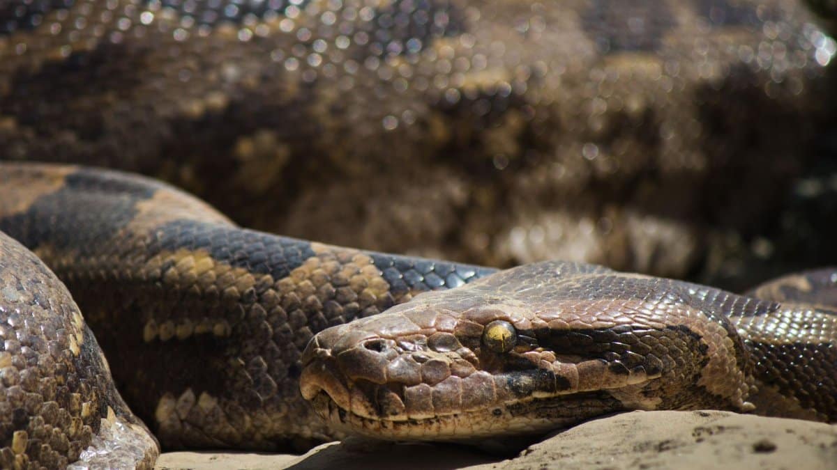 Detailed close-up of an Indian python basking in the sun at Bharatpur, India.