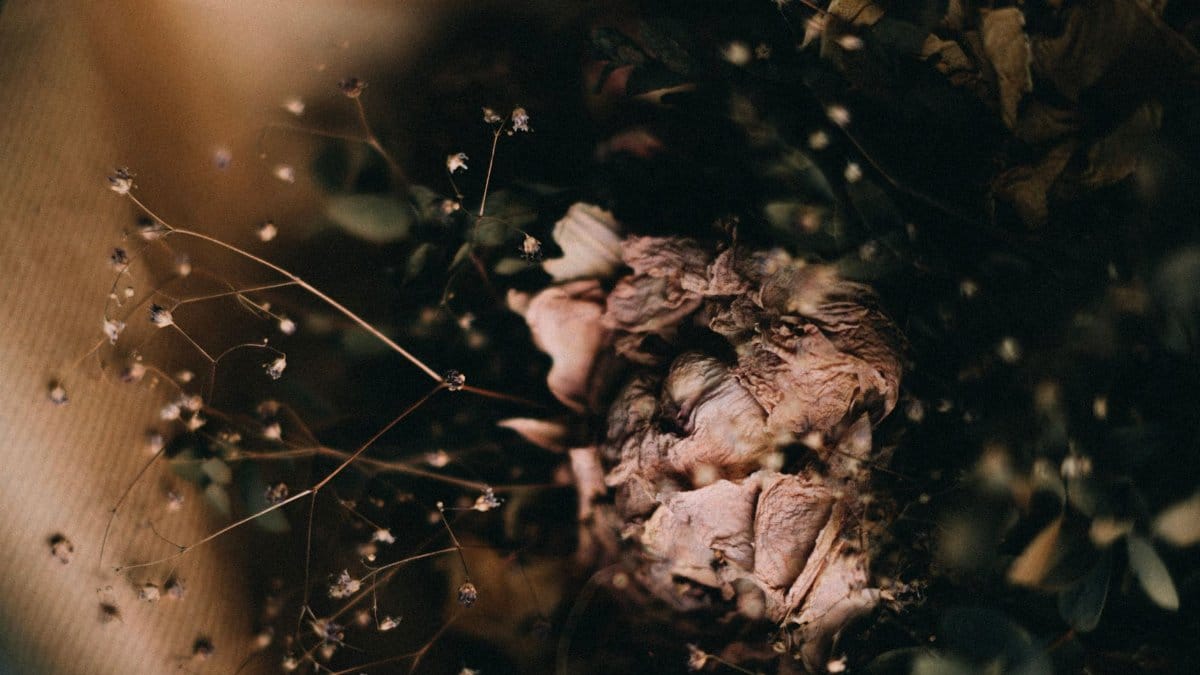 A moody, artistic close-up of dry flowers with soft selective focus, enhancing the vintage feel.