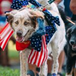Dogs dressed in American flags during a lively Fourth of July celebration parade.