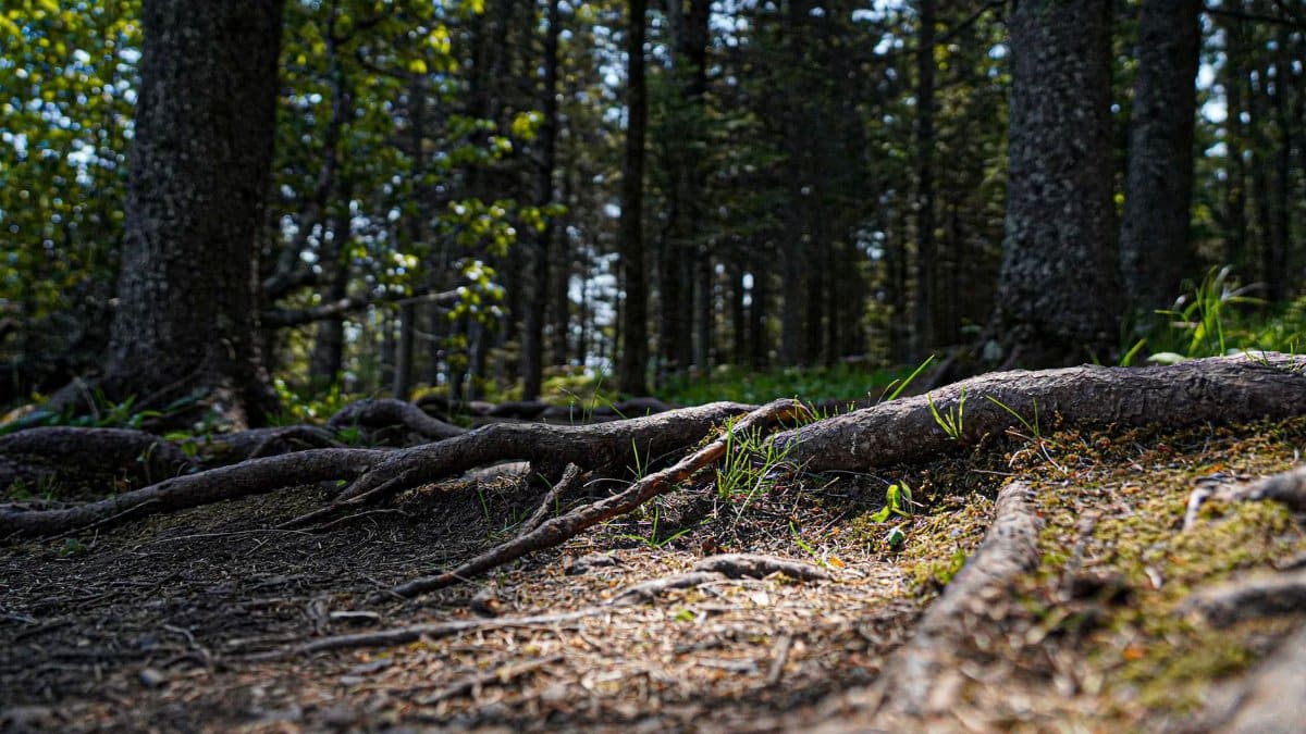 Captivating forest floor in Duluth, MN, showcasing tree roots and lush greenery under dappled sunlight.