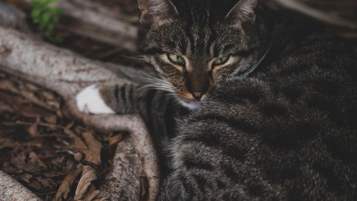 Close-up of a tabby cat relaxing outdoors on tree roots with alert expression.