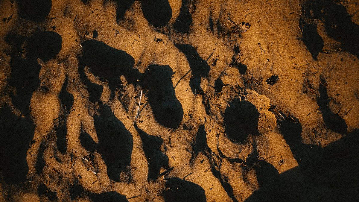Artistic image of shadows varying on a sandy textured surface, capturing nature's patterns.