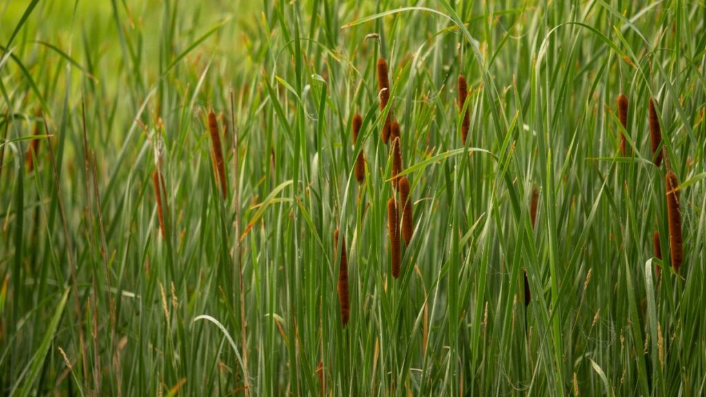 Close-up view of green cattails in a wetland in Minnesota, USA, during summer.