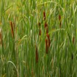 Close-up view of green cattails in a wetland in Minnesota, USA, during summer.
