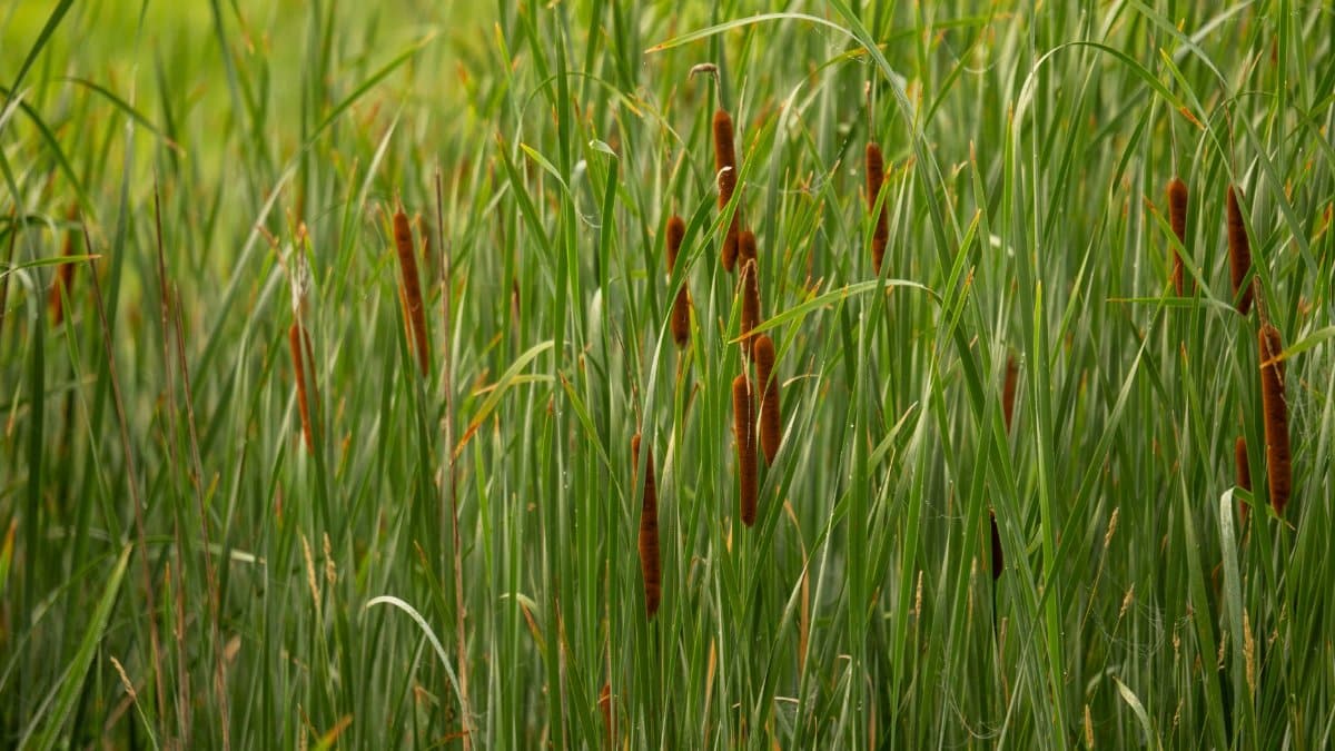 Close-up view of green cattails in a wetland in Minnesota, USA, during summer.