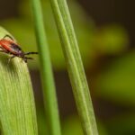 Close-up of a dangerous castor bean tick (Ixodes ricinus) on a green leaf.