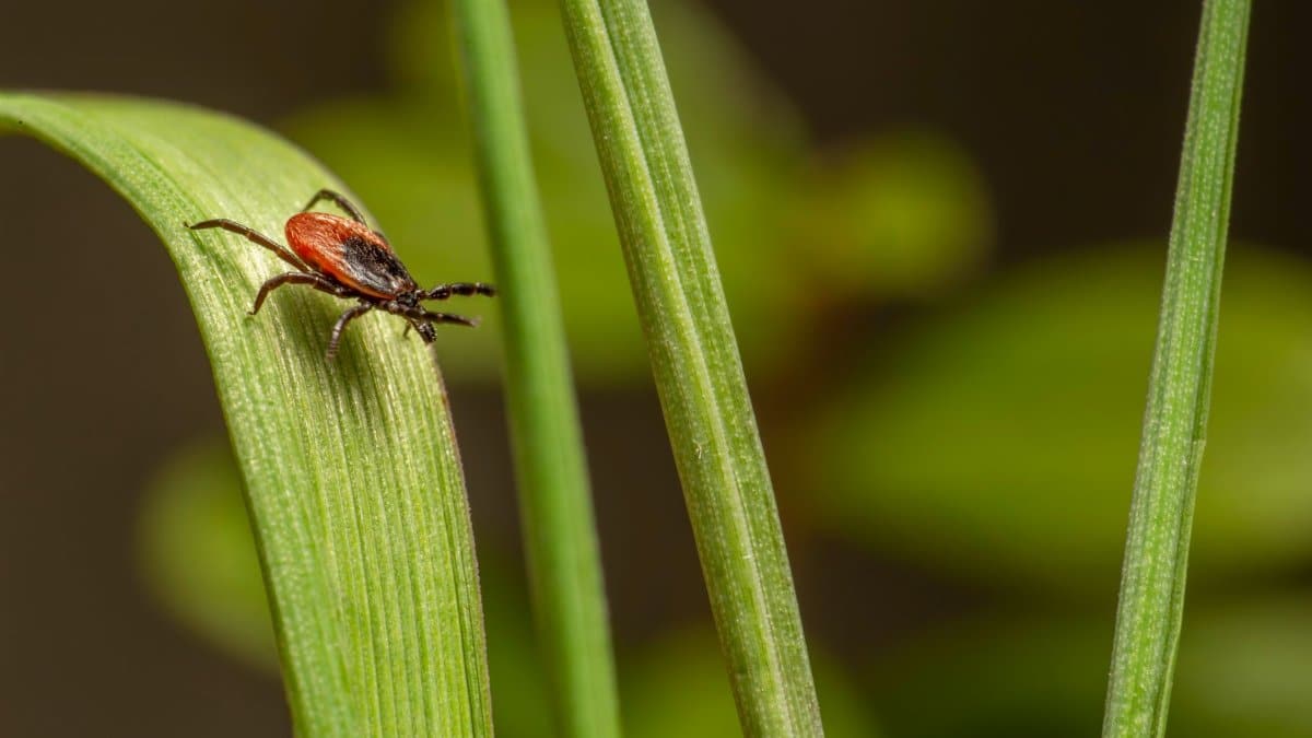 Close-up of a dangerous castor bean tick (Ixodes ricinus) on a green leaf.