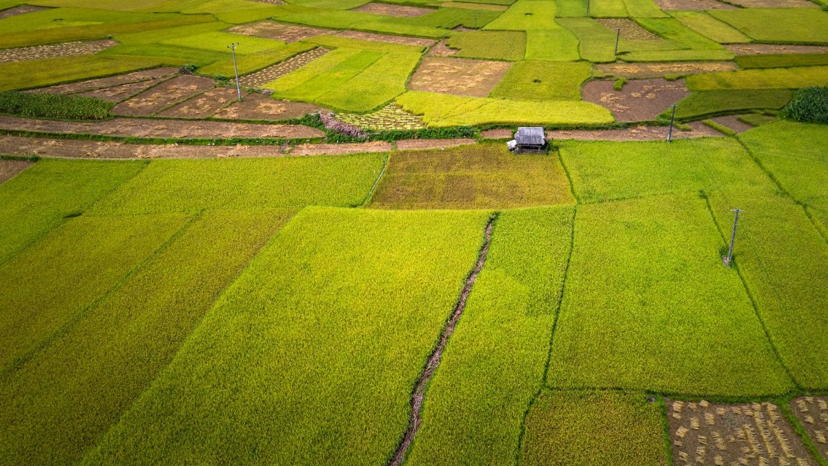 Aerial view of vibrant agricultural fields showcasing rural countryside landscape.