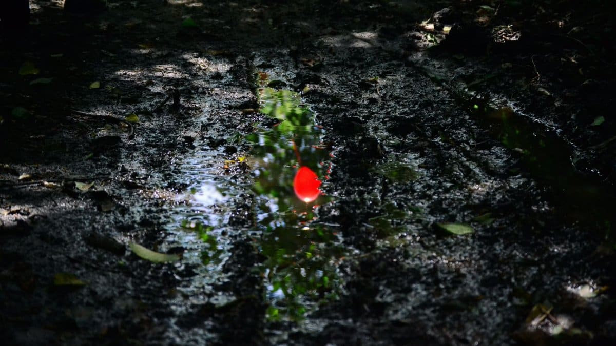 A tranquil scene of leaves and mud with a striking red reflection in Richards Bay.