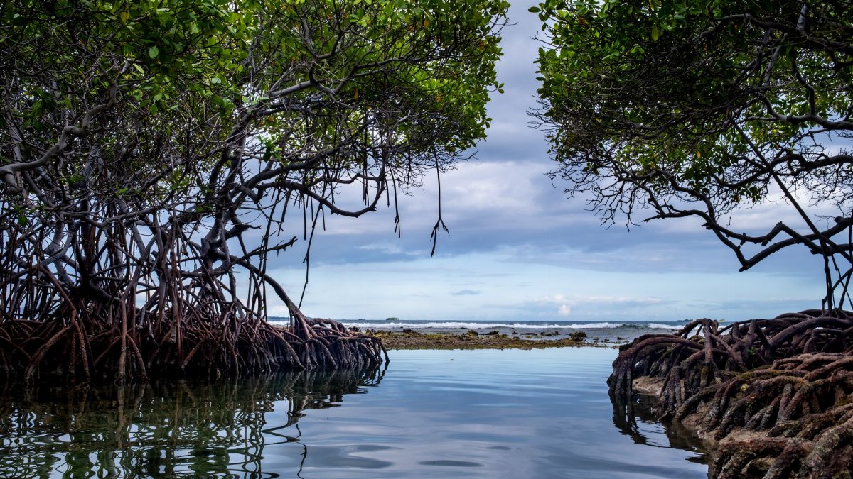 Peaceful scene of mangrove roots and reflection in a coastal lagoon on an overcast day.