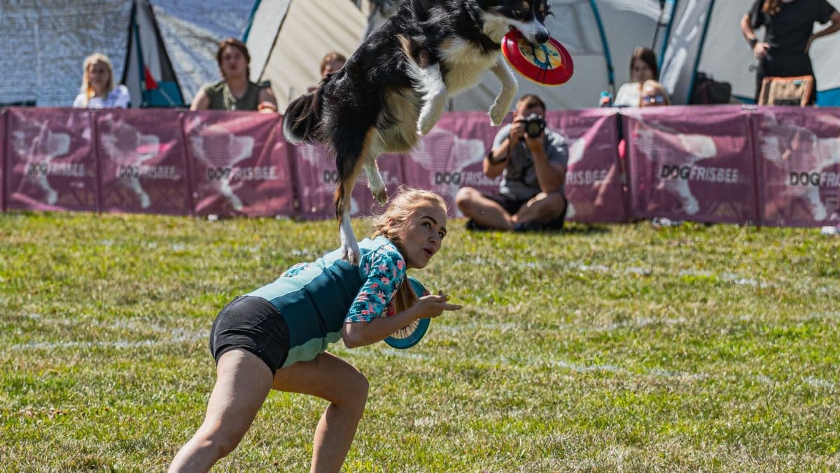 A woman and her Border Collie perform a frisbee trick at an outdoor event.