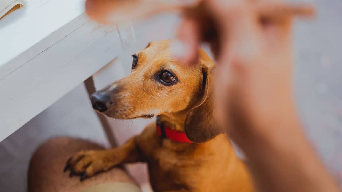 Adorable dachshund standing on owner's lap, looking up in anticipation.