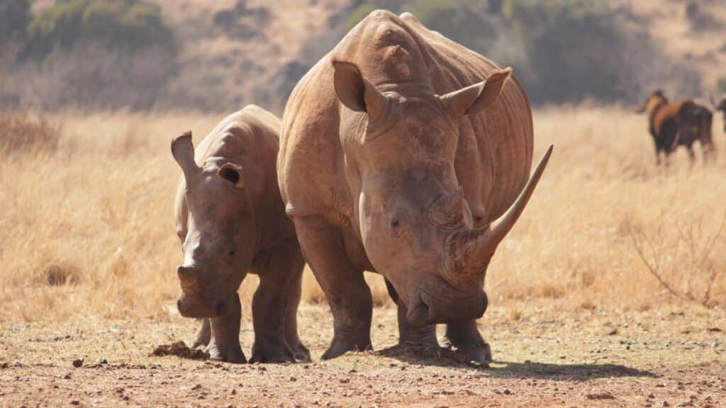 White rhinoceros mother and calf roaming a sunny South African savanna, captured in stunning wildlife photography.