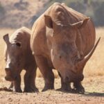 White rhinoceros mother and calf roaming a sunny South African savanna, captured in stunning wildlife photography.