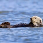 A southern sea otter floats peacefully in blue water at Moss Landing, California.