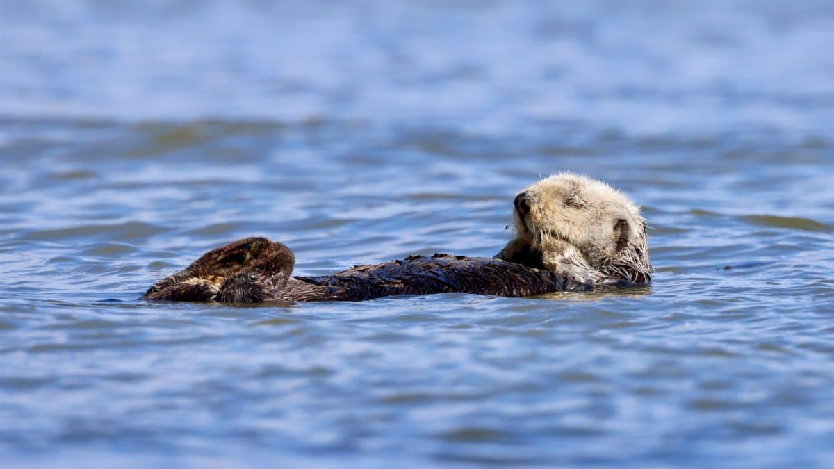 A southern sea otter floats peacefully in blue water at Moss Landing, California.